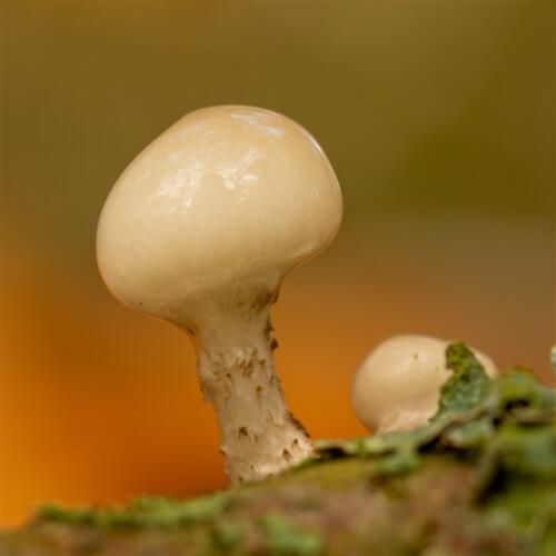 Eric Mol - Clubuitje Heiloerbos - 2
